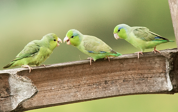 Wild Pacific Parrotlets feed their chick