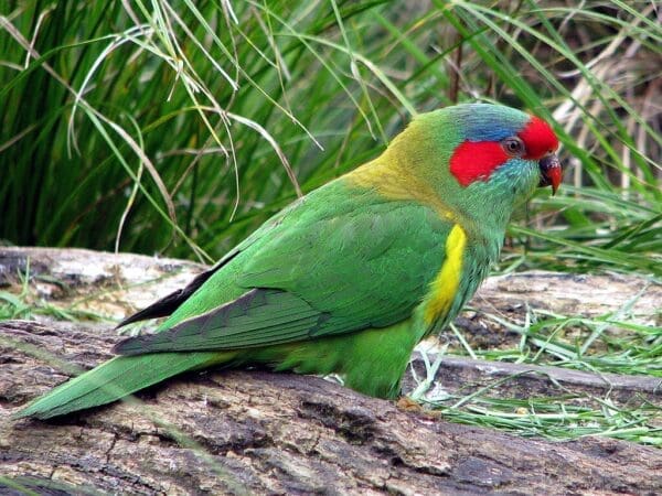 A wild Musk Lorikeet perches on a log