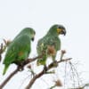 © Corey Raffel Wild Orange-winged Amazons perch in a tree