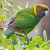 A wild Painted Tiger Parrot perches in a tree