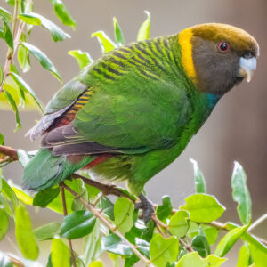 A wild Painted Tiger Parrot perches in a tree