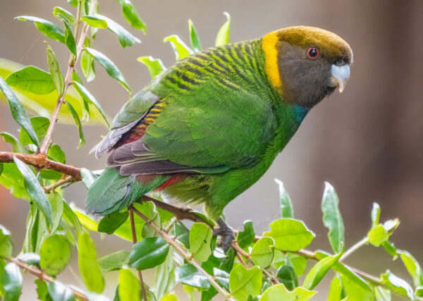 A wild Painted Tiger Parrot perches in a tree