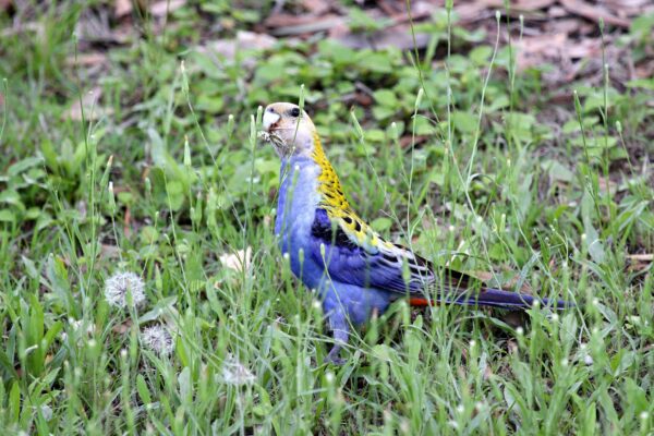 A wild Pale-headed Rosella forages on the ground