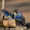 Wild Pale-headed Rosellas bathe at a trough