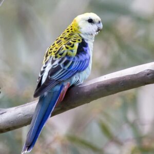 A wild Pale-headed Rosella perches on a limb