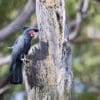A wild Palm Cockatoo perches on a tree trunk