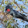 A wild Palm Cockatoo perches in a tree