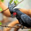 A Palm Cockatoo perches on a branch