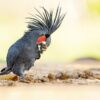 A wild Palm Cockatoo feeds on the ground