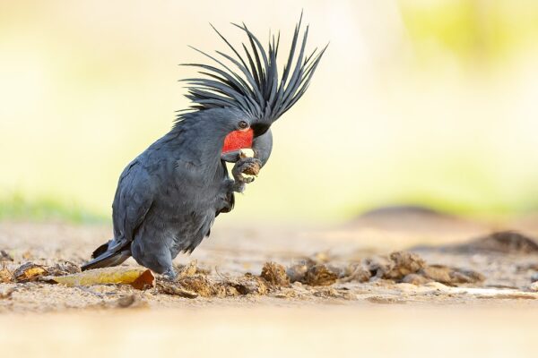 A wild Palm Cockatoo feeds on the ground