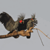Wild Palm Cockatoos interact