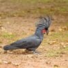 A wild Palm Cockatoo forages on the ground