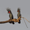 Wild Palm Cockatoos perch on a limb