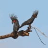 Wild Palm Cockatoos perch on a limb