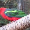 A Papuan King Parrot perches on a branch