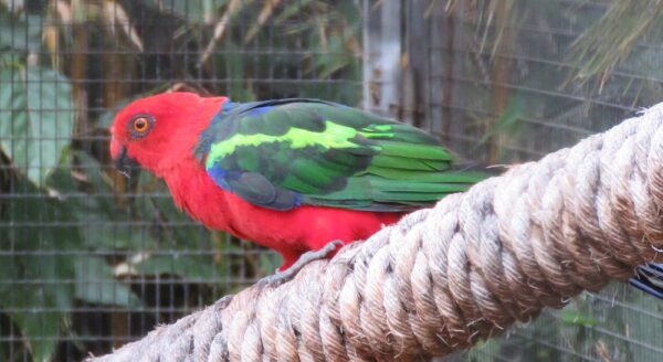 A Papuan King Parrot perches on a branch