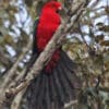 A wild Papuan King Parrot perches in a tree and fans its tail