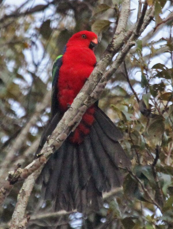 A wild Papuan King Parrot perches in a tree and fans its tail