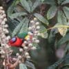 A wild Papuan Lorikeet feeds on blossoms