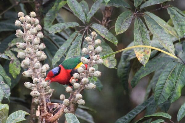 A wild Papuan Lorikeet feeds on blossoms