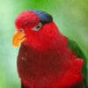 A closeup of a Papuan Lorikeet