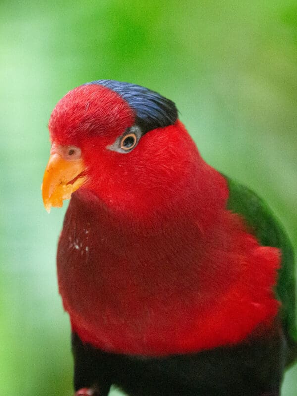 A closeup of a Papuan Lorikeet