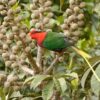 A wild Papuan Lorikeet forages in blossoms