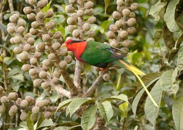 A wild Papuan Lorikeet forages in blossoms