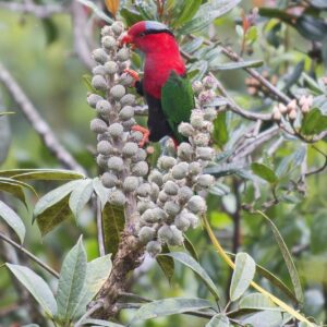 A wild Papuan Lorikeet forages on flowers