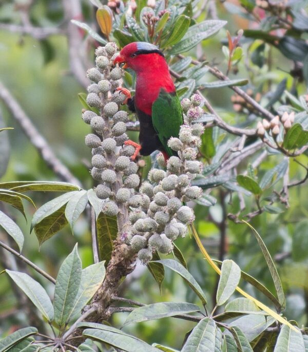 A wild Papuan Lorikeet forages on flowers