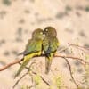 © André Vielma Mansilla CC BY-NC-SA 2.0 via Flickr Wild Patagonian Conures