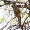 © Brendan Ryan CC BY-NC-SA 2.0 via Flickr A wild Patagonian Conure perches in a tree