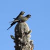 Wild Patagonian Conures perch atop a cactus
