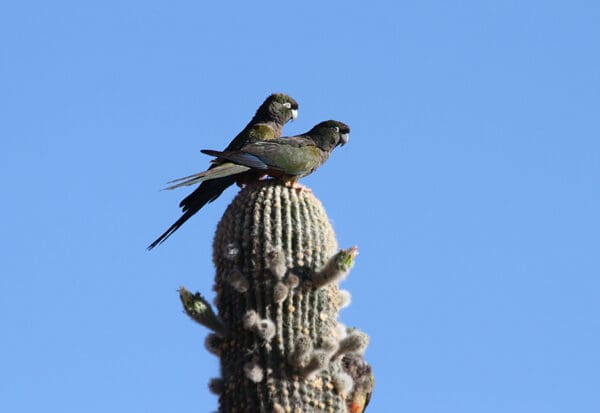 Wild Patagonian Conures perch atop a cactus