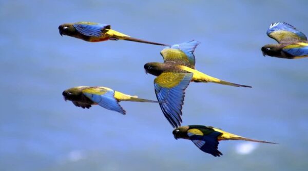 Wild Patagonian Conures in flight