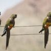 Wild Patagonian Conures perch on wire