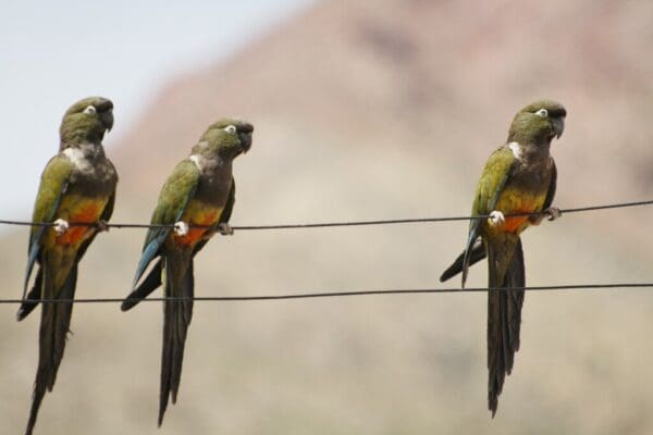 Wild Patagonian Conures perch on wire