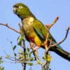 A wild Patagonian Conure perches in a tree
