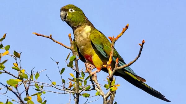 A wild Patagonian Conure perches in a tree