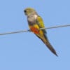 A wild Patagonian Conure perches on wire