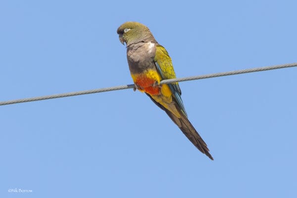 A wild Patagonian Conure perches on wire