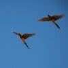 Wild Patagonian Conures take flight