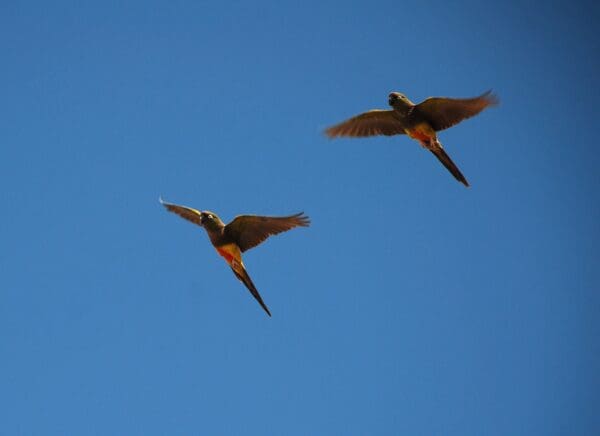 Wild Patagonian Conures take flight