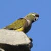 A wild Patagonian Conure perches on a rock