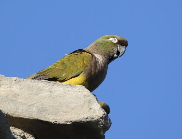 A wild Patagonian Conure perches on a rock