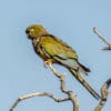 © lalo_panque CC BY-NC-SA 2.0 via Flickr Wild Patagonian Conure