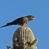 A wild Patagonian Conure perches atop a cactus