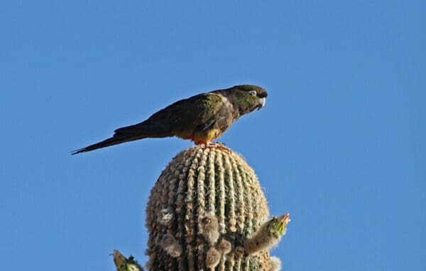 A wild Patagonian Conure perches atop a cactus