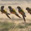 Wild Patagonian Conures perch on a wire