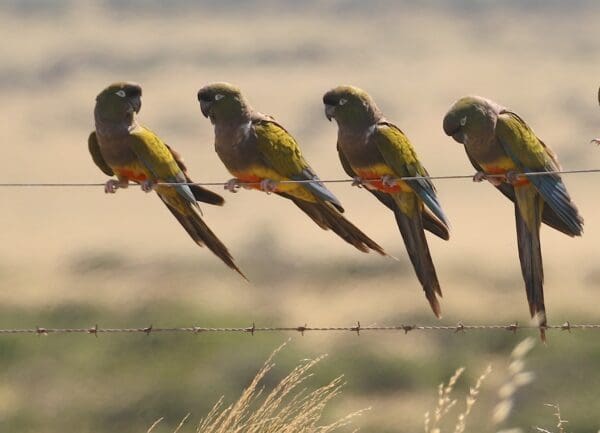 Wild Patagonian Conures perch on a wire